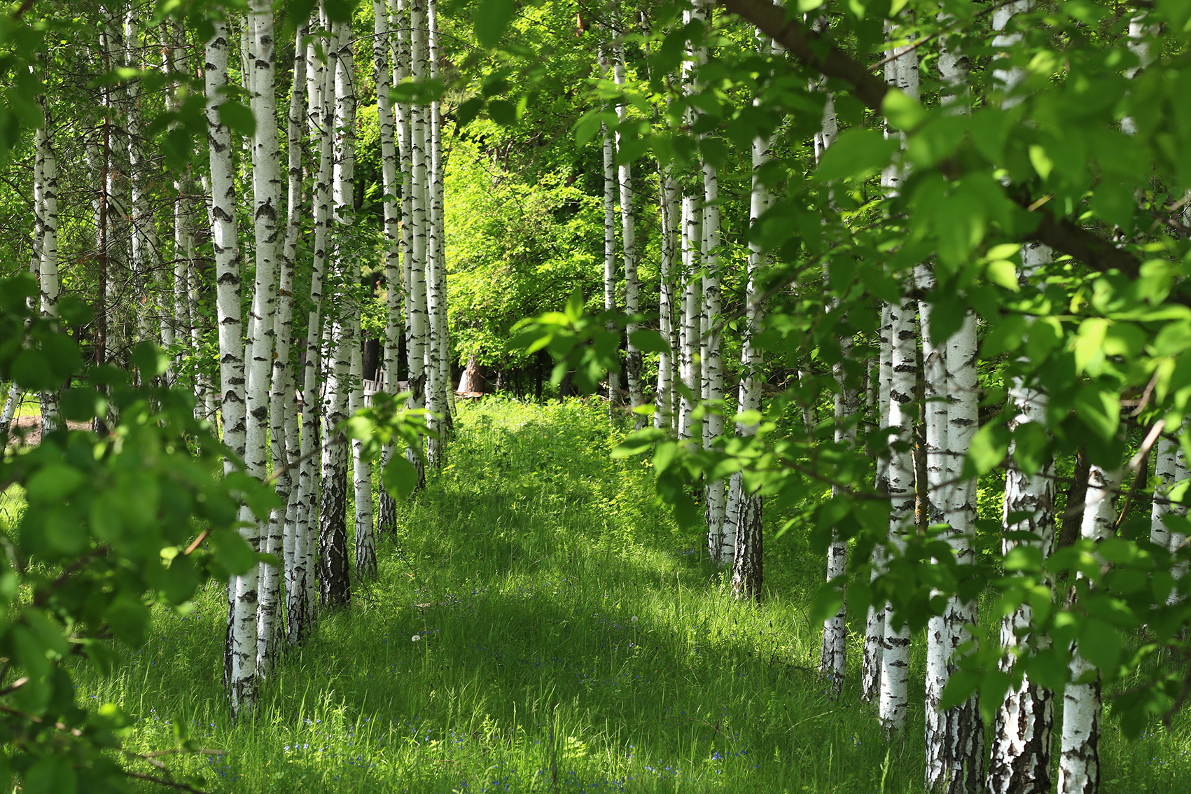 Birkenwald